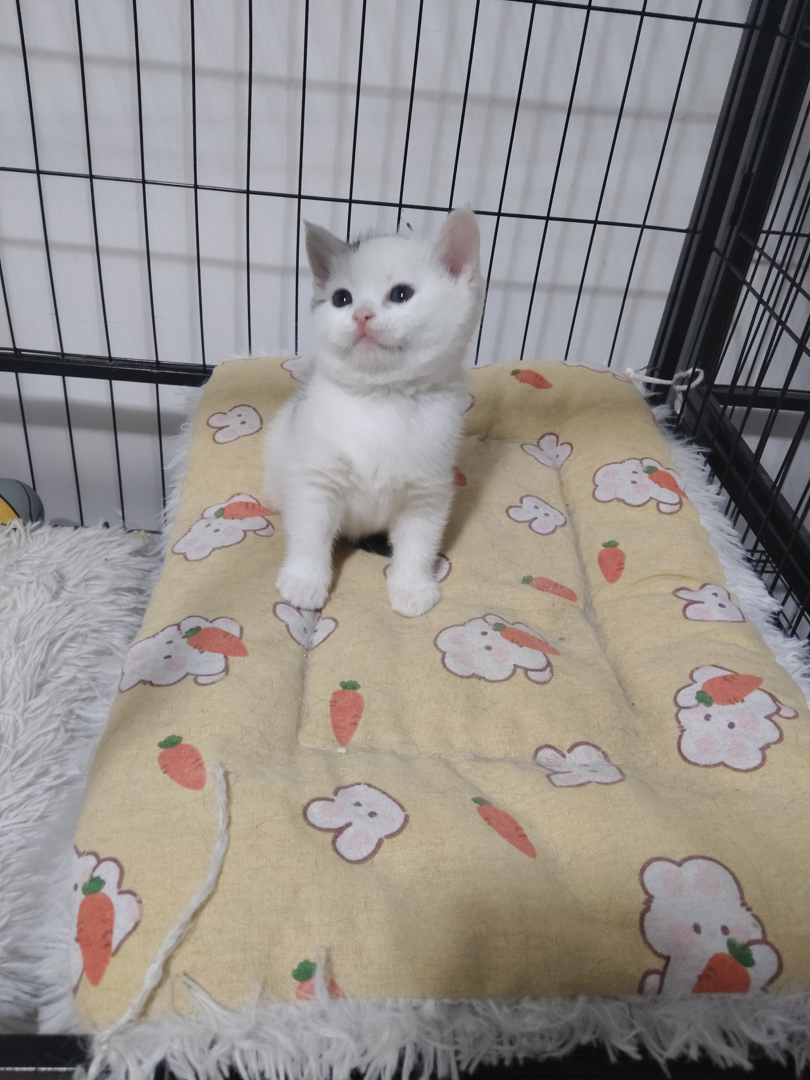 美短高白弟弟 性格温顺